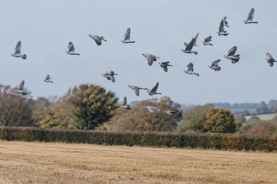 Wood pigeons wheeling over a harvested field — Hunting UK Wood pigeons wheeling over a harvested field