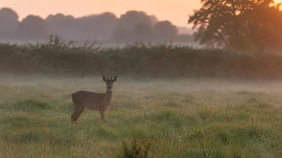 Roe Deer Stalking in England