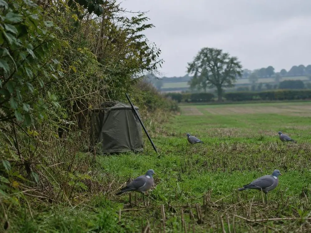 Decoying — Pigeon decoying on productive British farmland