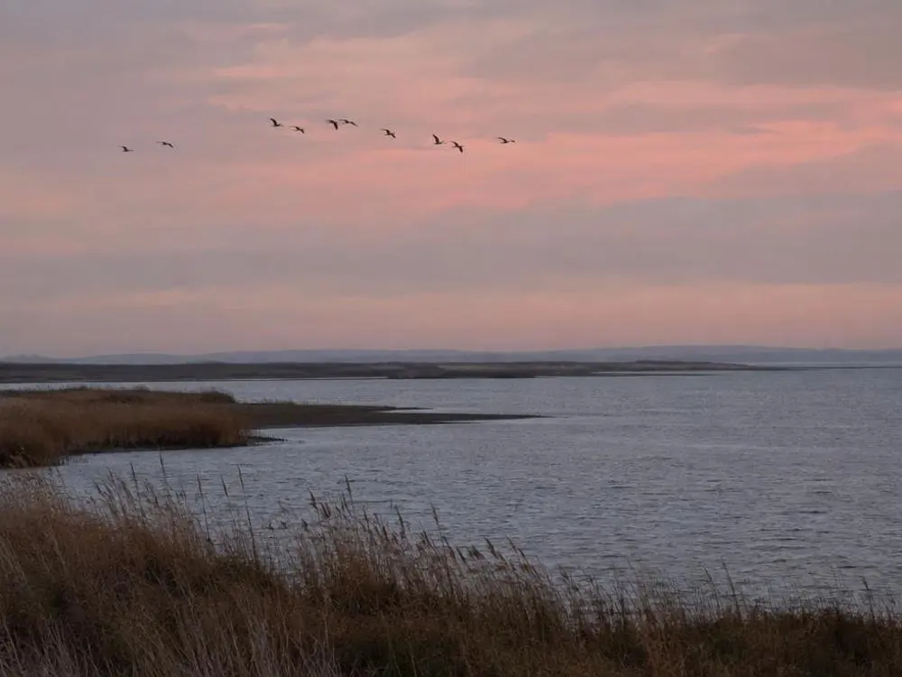 Wildfowling — Traditional wildfowling in England's finest wetlands