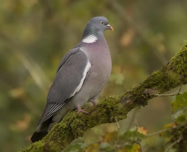 Hunting UK in the field Wood pigeon perched on a mossy branch in autumn woodland