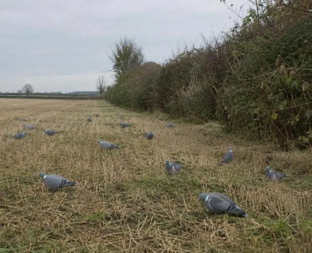 Hunting UK in the field Pigeon decoys laid out on English stubble beside a hedgerow
