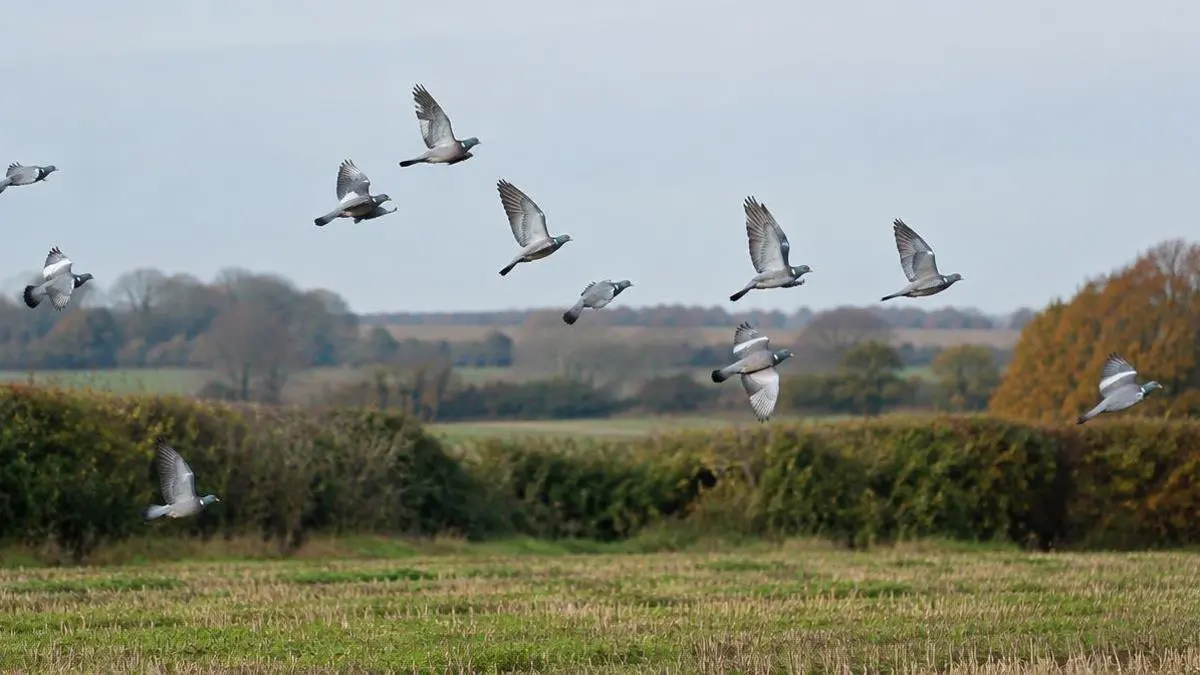 Pigeon Decoying: A Practical Introduction