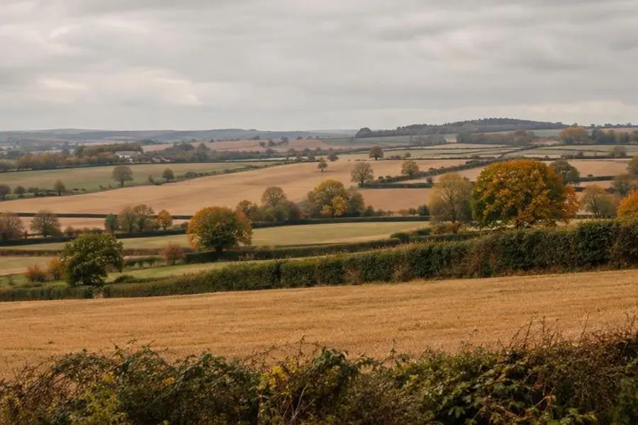 Hedgerows dividing golden autumn farmland — Hunting UK Hedgerows dividing golden autumn farmland