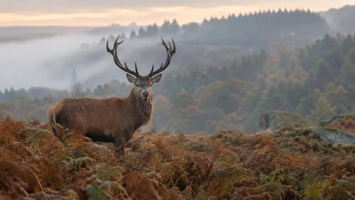 Understanding the British Deer Stalking Seasons