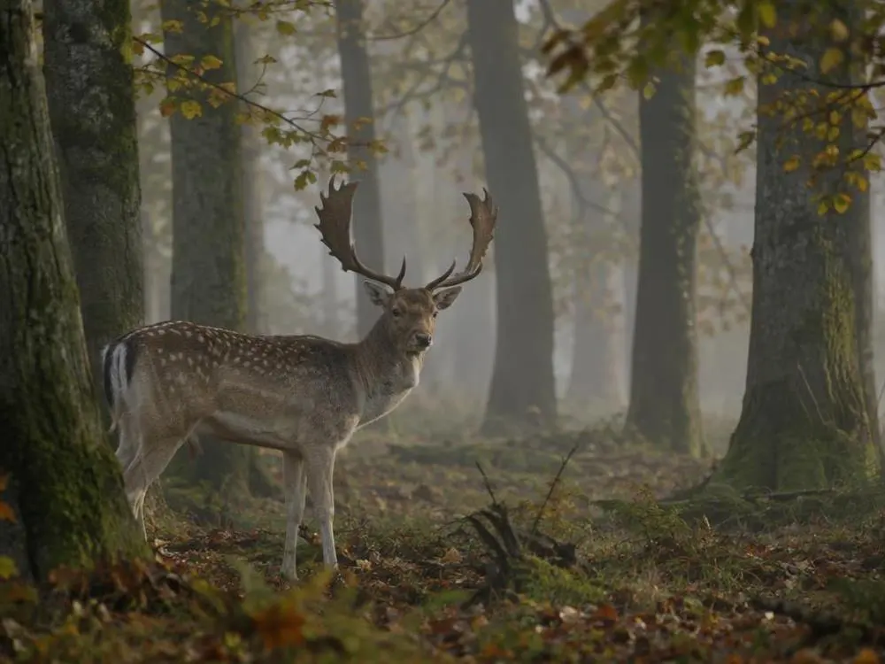 Deer Stalking — Guided stalking for Red, Roe and Fallow Deer
