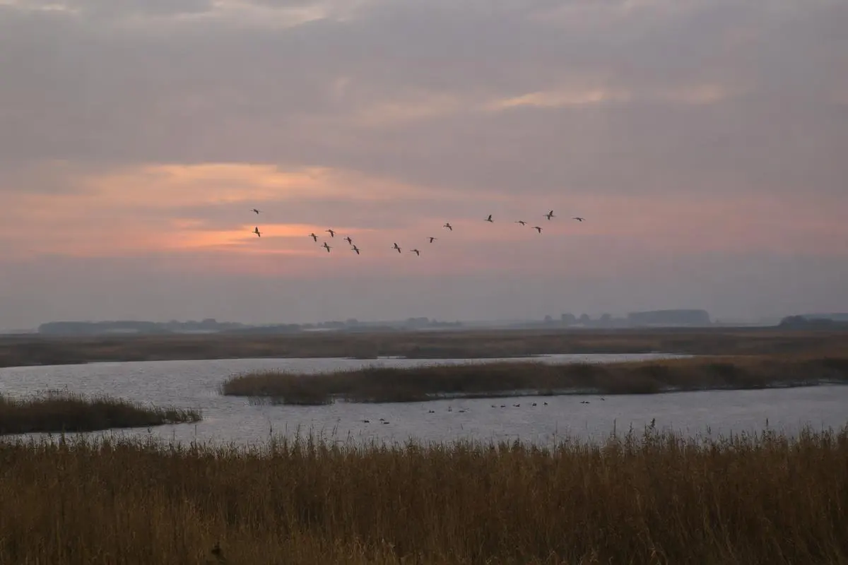 British wetland at dusk with wildfowl crossing the sky — Hunting UK British wetland at dusk with wildfowl crossing the sky
