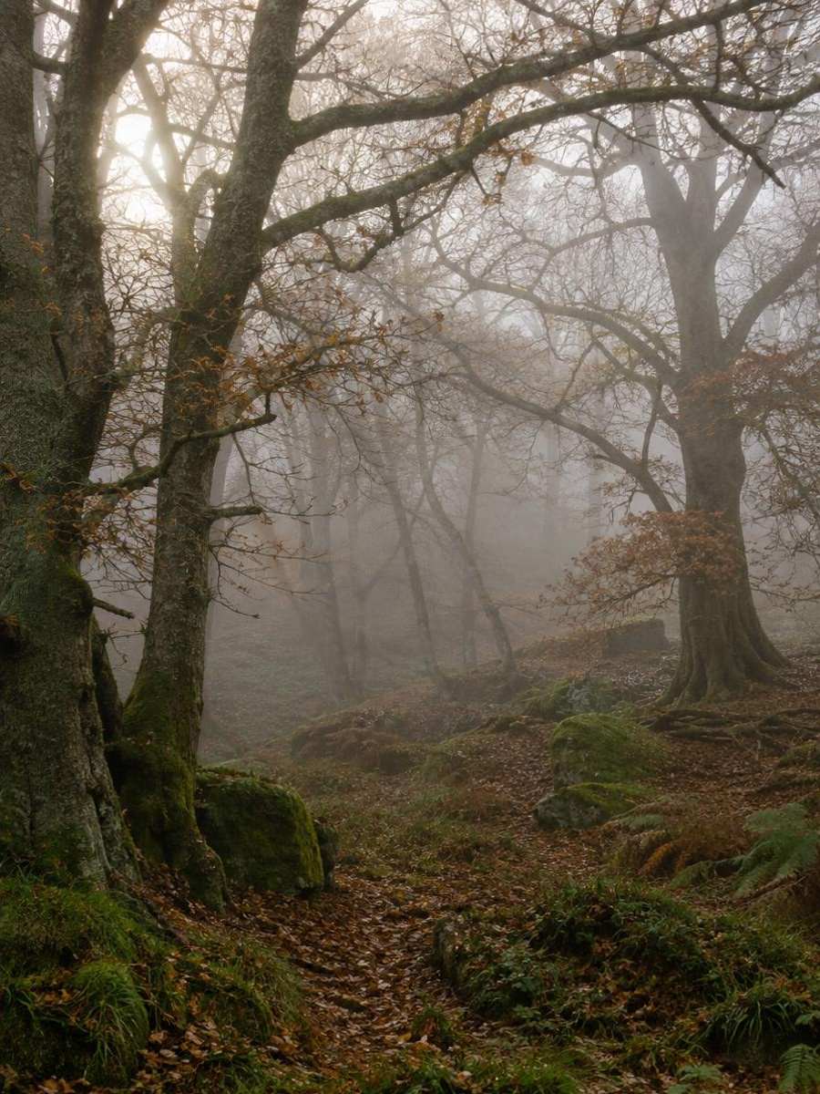 Ancient British woodland in the early morning mist — Hunting UK Ancient British woodland in the early morning mist
